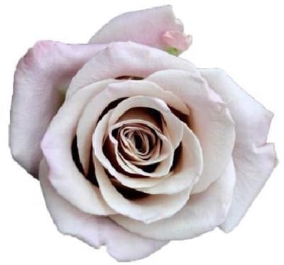 25x Rosa menta 50cm