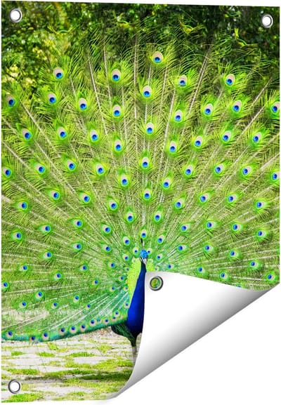 Gards Tuinposter Pauw met Grote Kleurrijke Veren - 40x50 cm - Tuindoek - Tuindecoratie - Wanddecoratie buiten - Tuinschilderij