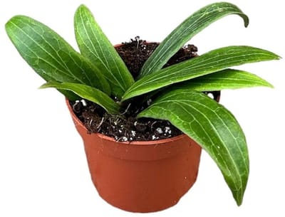 Hoya Soligamiana Kamerplant Potmaat Ø10,5 cm |Vers Van De Kweker