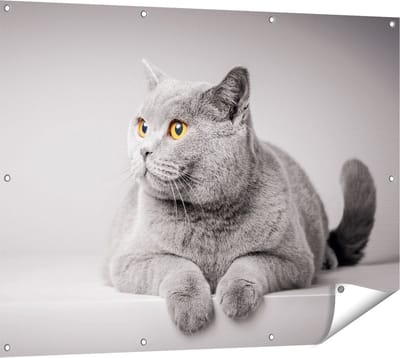 Gards Tuinposter Grijze Kat met Oranje Ogen - 120x90 cm - Tuindoek - Tuindecoratie - Wanddecoratie buiten - Tuinschilderij
