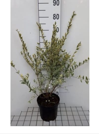 Ligustrum ibota 'Musli' - Liguster 20 - 30 cm in pot