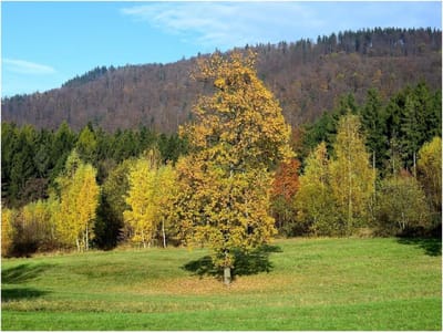 Puzzel 1000 Stukjes - Legpuzzel Veld - Familie Plezier - Bonus Poster Inclusief - 75x50cm - Multicolor