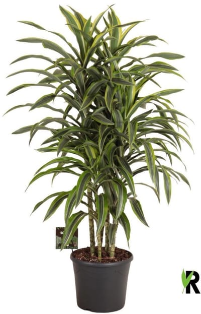 Dracaena Fragrans Lemon Lime Carrousel 150 cm - Kamerplant - Potmaat Ø35 cm