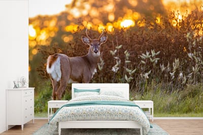 Behang - Fotobehang Hert - Planten - Zonsondergang - Wilde dieren - Natuur - Breedte 330 cm x hoogte 220 cm