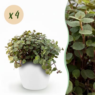 Plantenboetiek.nl | Calissia repens - Kattengras - Huisdiervriendelijk - Groen - 4 Planten - met Potter Wit - Ø12cm - 17-20cm hoog - Kamerplant - Arrangement - Plant met pot