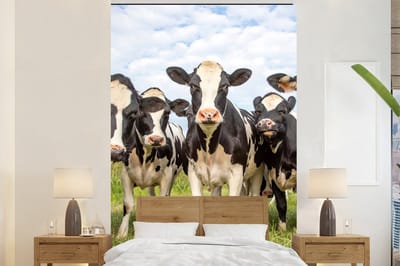 Behang - Fotobehang Koeien - Weiland - Dieren - Natuur - Gras - Breedte 155 cm x hoogte 240 cm