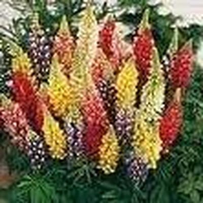 Russell Lupin - Bloembollen - Tuin Decoratie - Makkelijk te kweken - 100 stuks - Misti