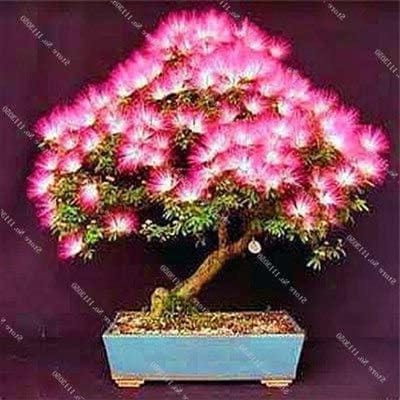 Albizia Zaden - Zijdeboom Mimosa - Tuin Decoratie - Makkelijk te Kweken - 50 Stuks - Regenboog