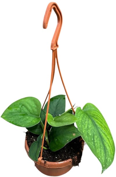 Scindapsus Jade Satin Hang Kamerplant Potmaat Ø14 cm |Vers Van De Kweker