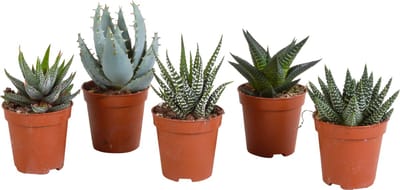 Gasteria/Haworthia mix 5,5 cm | 5 stuks