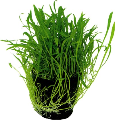 Aquafleur Lilaeopsis Novea Zealandia in 5 cm pot Waterplant