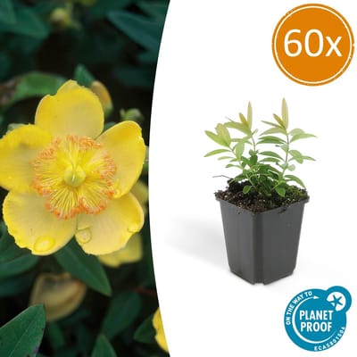 60 Stuks Grote Hertshooi , Aantrekkelijke Bodembedekker, Hypericum Calycinum - 10-25cm - Ø9cm