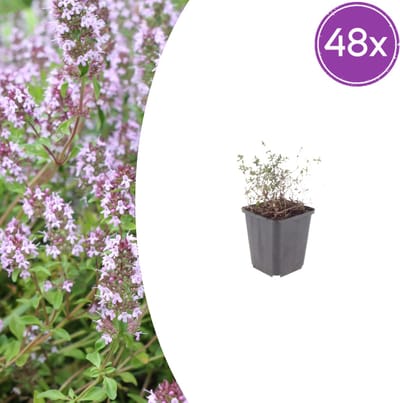 Tuinplantenshop.com | Thymus vulgaris | 48 stuks - Ø9cm - 10-25cm hoog - Tuinplant