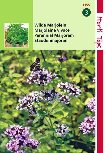 2 stuks - Hortitops - Marjolein Oregano Rosebloeiend O.Vulgare