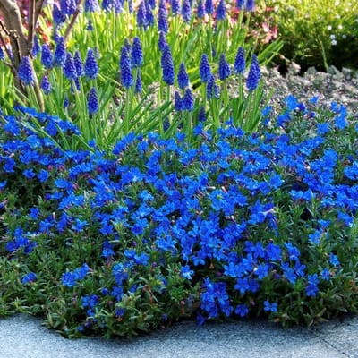 25 x Parelkruid Blauw - Winterharde Vaste Plant - Lithodora (Glandora) diffusa 'Heavenly Blue' in 9x9cm pot met hoogte 5-10cm