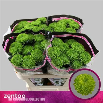 10x Chrysant alemani 70cm
