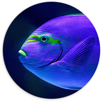 Dibond Wandcirkel - Blauw/Groen Visje in de Zee - 70x70cm Foto op Aluminium Wandcirkel (met ophangsysteem)