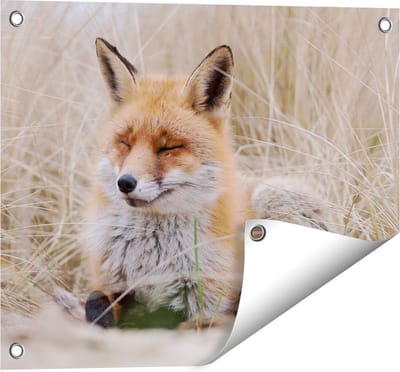 Gards Tuinposter Vos in de Duinen - 50x40 cm - Tuindoek - Tuindecoratie - Wanddecoratie buiten - Tuinschilderij