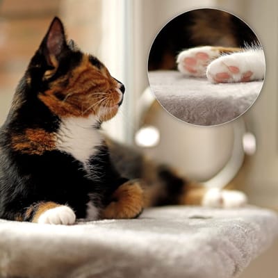 Famanu – Kattenraam hangmat met extra verstevigd frame, draagkracht tot 25 kg, comfortabel ligkussen
