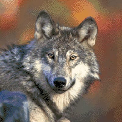MyHobby Borduurpakket – Wolf 40×40 cm - Aida borduurstof 5,5 kruisjes/cm (14 count) - Telpatroon - Borduurgaren - Borduurnaald - Handleiding - Voor Beginners & Gevorderden - Complete borduurset