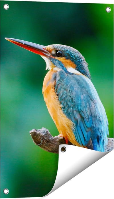 Gards Tuinposter Blauw Oranje IJsvogel op een Tak - 40x60 cm - Tuindoek - Tuindecoratie - Wanddecoratie buiten - Tuinschilderij