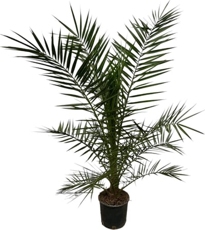 Trendyplants - Phoenix Canariensis - Hoogte 150-170 cm - Dadelpalm - Winterhard - Potmaat Ø22cm