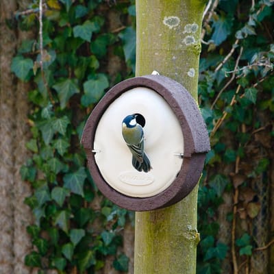 CJ Wildlife Nestkast - Aanbevolen door de Vogelbescherming Nederland - Alicante - 28mm - Nestkastje voor o.a. Pimpelmees & Zwarte Mees - Woodstone Vogelhuisje - FSC-gecertificeerd - Bruin