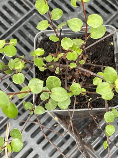6x Muehlenbeckia - Muehlenbeckia axillaris ( complexa) | pot 9 x 9 cm