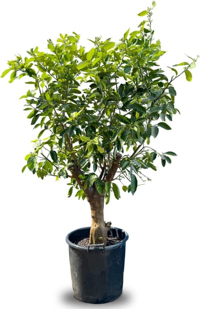 Sunny Tree - Boom - Limoenboom - 20 jaar oude boom - Citrus Latafolia - Citrusplant - Fruitboom - 180 centimeter XXL