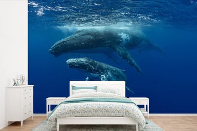 Behang - Fotobehang Bultrugwalvis met zijn kalf - Breedte 450 cm x hoogte 300 cm