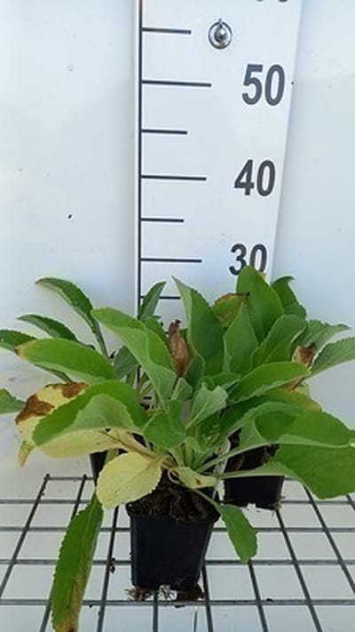 6x Vingerhoedskruid - Digitalis purp. 'Snow Thimble' | 9x9 cm pot