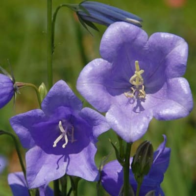 6 x Campanula Persicifolia 'Grandiflora Coerulea ' - Breedbladig Klokje pot 9x9cm