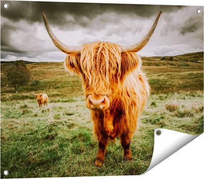 Gards Tuinposter Schotse Hooglanders in de Wei - Kleur - 80x60 cm - Tuindoek - Tuindecoratie - Wanddecoratie buiten - Tuinschilderij
