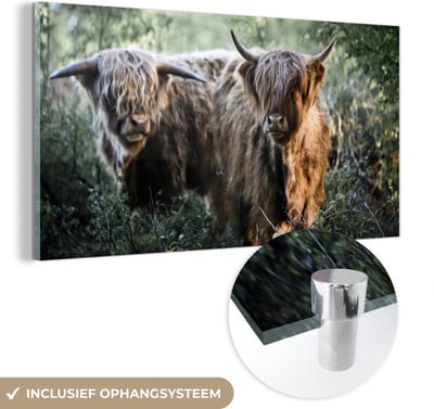 MuchoWow® Glasschilderij 40x20 cm - Schilderij acrylglas - Schotse Hooglanders - Bos - Dieren - Foto op glas - Schilderijen