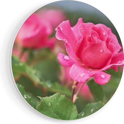 Artaza Forex Muurcirkel Roze Roos Met Waterdruppels - 90x90 cm - Groot - Wandcirkel - Rond Schilderij - Muurdecoratie Cirkel