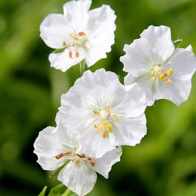 6 x Geranium Phaeum 'Album' - Ooievaarsbek Pot 9x9 cm - Witbloeiende Tuinplant