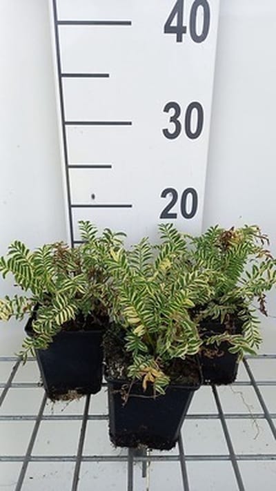 6x Jakobsladder - Polemonium caer. 'Brise d'anjou'® ( 'blanjou') | 9x9 cm pot