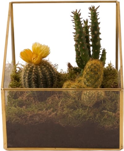 WinQ- Terrarium Vierkant goud/glas 12x12x12 zonder deksel