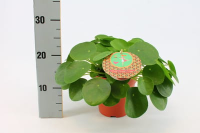 Pilea Peperomioides - Hoogte 25cm - Pot 12cm