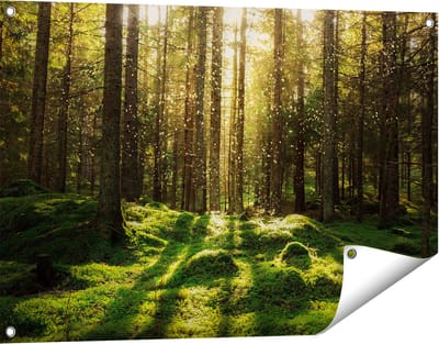 Gards Tuinposter Bos met Groen Mos op de Grond - 90x60 cm - Tuindoek - Tuindecoratie - Wanddecoratie buiten - Tuinschilderij