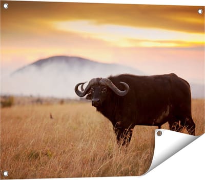 Gards Tuinposter Buffel in het Gras - 80x60 cm - Tuindoek - Tuindecoratie - Wanddecoratie buiten - Tuinschilderij