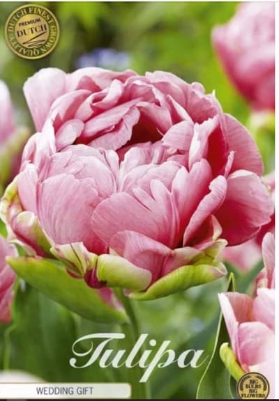 Dutch Finest Quality bloembollen - Tulpen Tulp Double Late Wedding Gift x7 12/+s