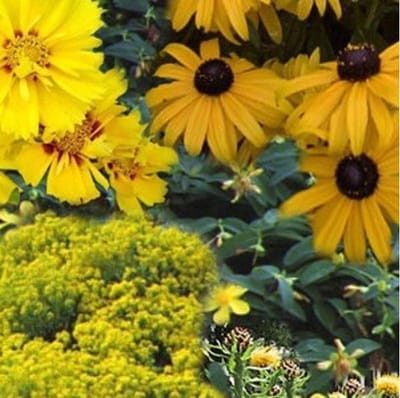 Borderpakket Geel 5 m² - 36 vaste planten: Geel bloeiend borderassortiment