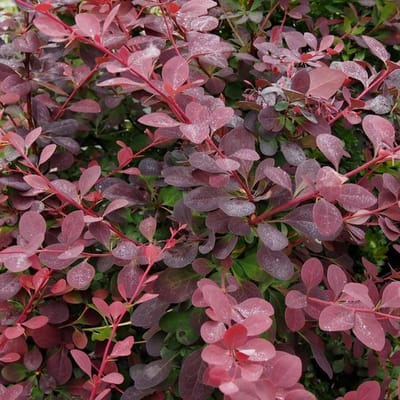Berberis Ottawensis 'Auricoma' - Zuurbes 40 - 50 cm in pot