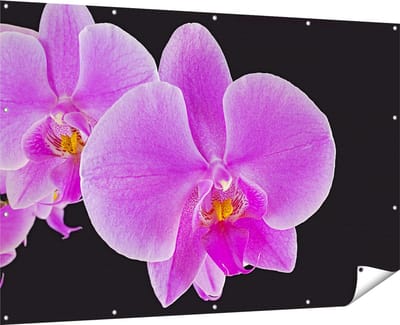 Gards Tuinposter Licht Paarse Orchidee - Bloem - 180x120 cm - Tuindoek - Tuindecoratie - Wanddecoratie buiten - Tuinschilderij