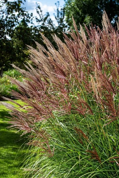 Plants Online - Tuinplanten - Siergrassen - Set van 1 - Miscanthus sinensis 'Red Chief' - 2 liter pot - Plant
