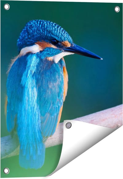 Gards Tuinposter Blauwe IJsvogel op een Tak - 40x50 cm - Tuindoek - Tuindecoratie - Wanddecoratie buiten - Tuinschilderij