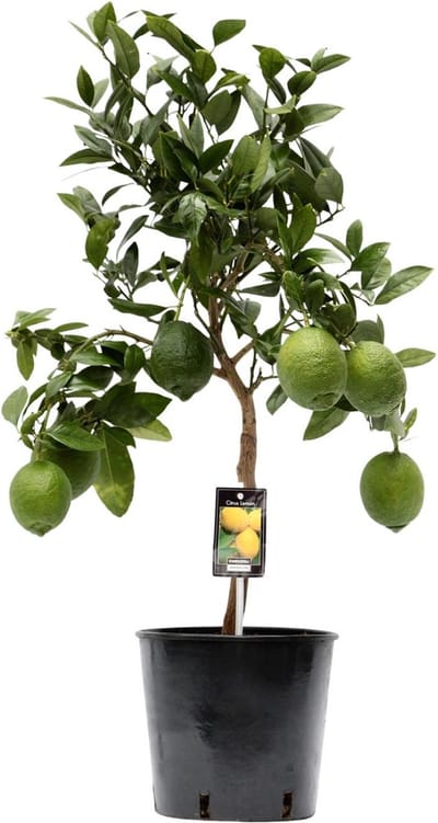 Plantenboetiek.nl | Citrus Lemon - Ø22cm - 70-80cm hoog - Tuinplant