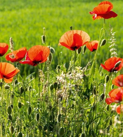 Fotobehang - Poppy Field 225x250cm - Vliesbehang
