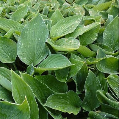 6x Hartlelie - Hosta fortunei 'Hyacinthina’ - Pot 9x9cm